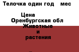 Телочка один год, 2мес › Цена ­ 1 000 - Оренбургская обл. Животные и растения » Другие животные   . Оренбургская обл.